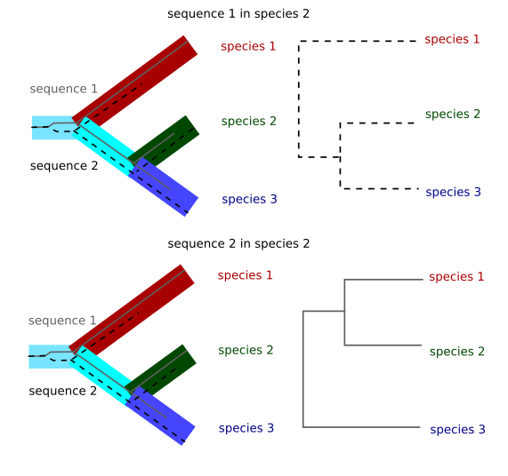 Incomplete lineage sorting