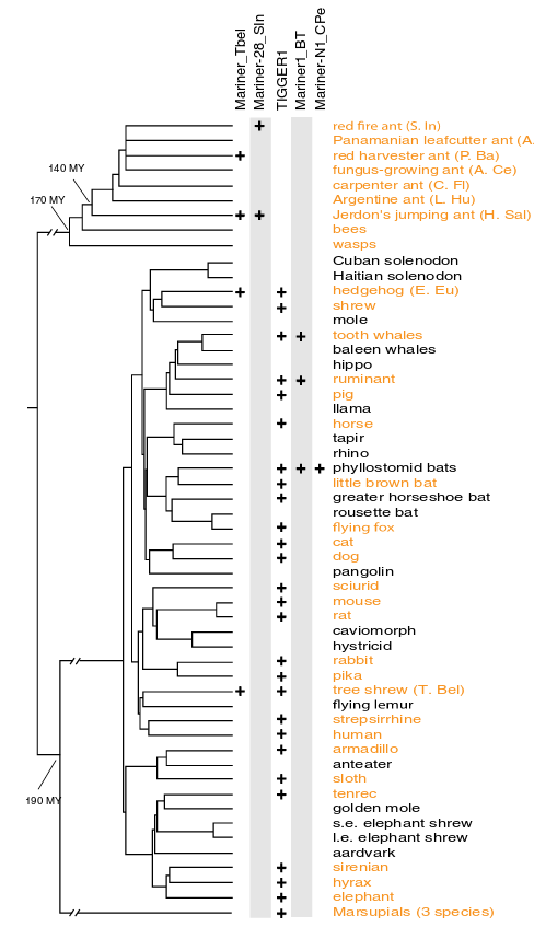 mariner horizontal tranfer