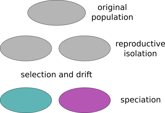 speciation