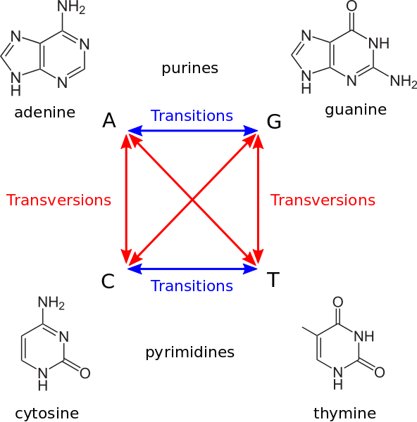 transitions and transversions