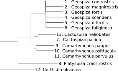 _images/finch_tree.png