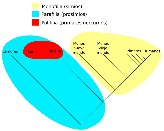 _images/monofilia.png
