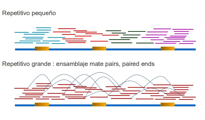 _images/paired_ends_ensamblaje.jpg